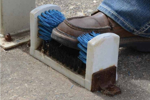 Black & Blue Boot and Shoe Brush